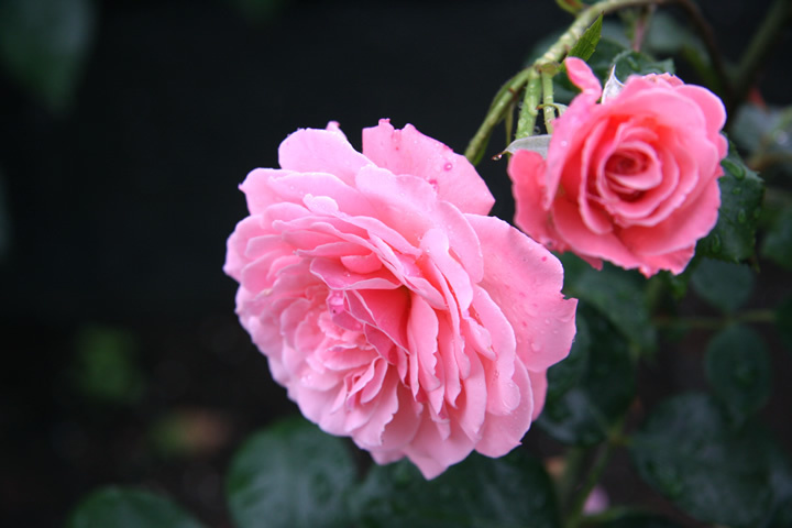 rose_050.jpg